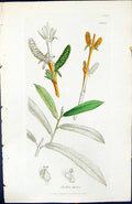 Antique Old Print Salix Helix British Plants Botany 1847 Sowerby Smith Colour