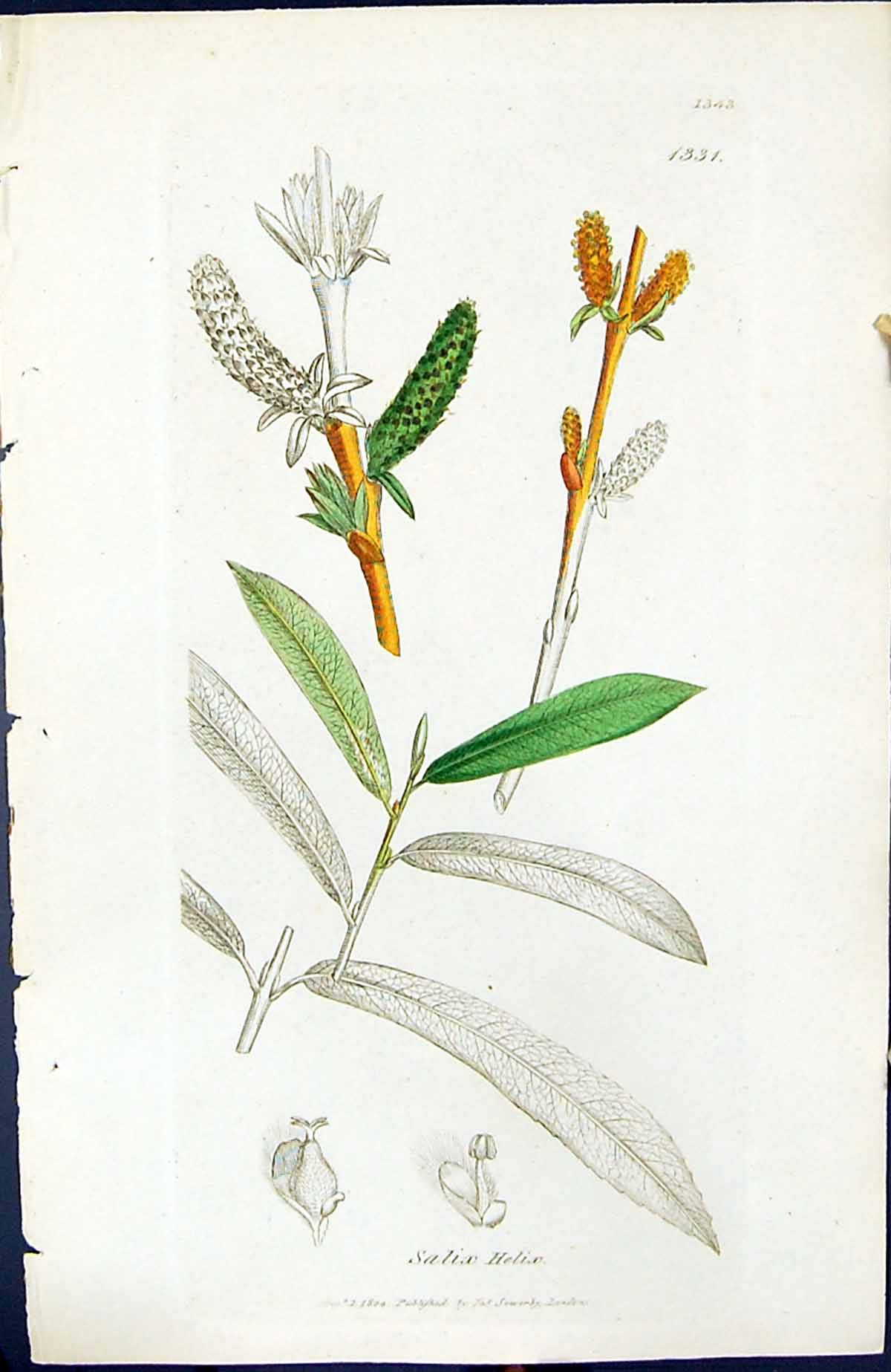 Antique Old Print Salix Helix British Plants Botany 1847 Sowerby Smith Colour