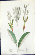 Antique Old Print Salix Lambertiana British Plants Botany 1847 Sowerby Smith