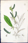 Antique Old Print Salix Green Leaves British Plants Botany 1847 Sowerby Smith