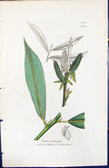 Old Print Salix Forbyana British Plants Botany 1847 Sowerby Smith Colour 19th