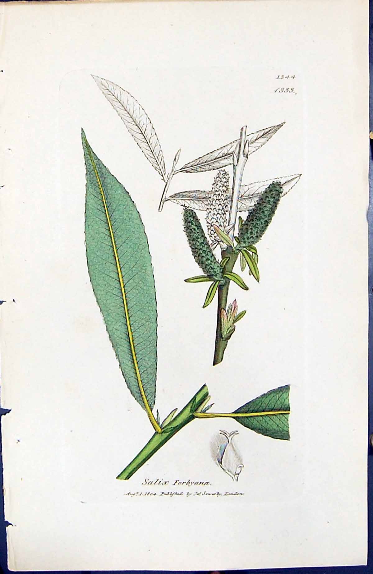 Old Print Salix Forbyana British Plants Botany 1847 Sowerby Smith Colour 19th