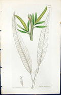 Old Print Salix Undulata British Plants Botany 1847 Sowerby Smith Colour 19th