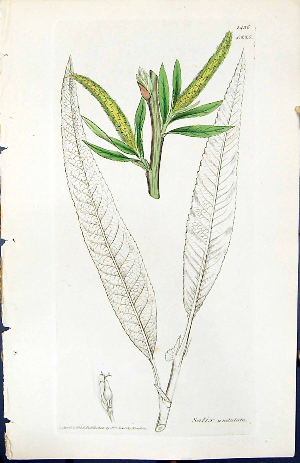 Old Print Salix Undulata British Plants Botany 1847 Sowerby Smith Colour 19th