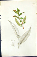 Old Salix Green Leaves British Plants Botany 1847 Sowerby Smith Ref.2 Victorian