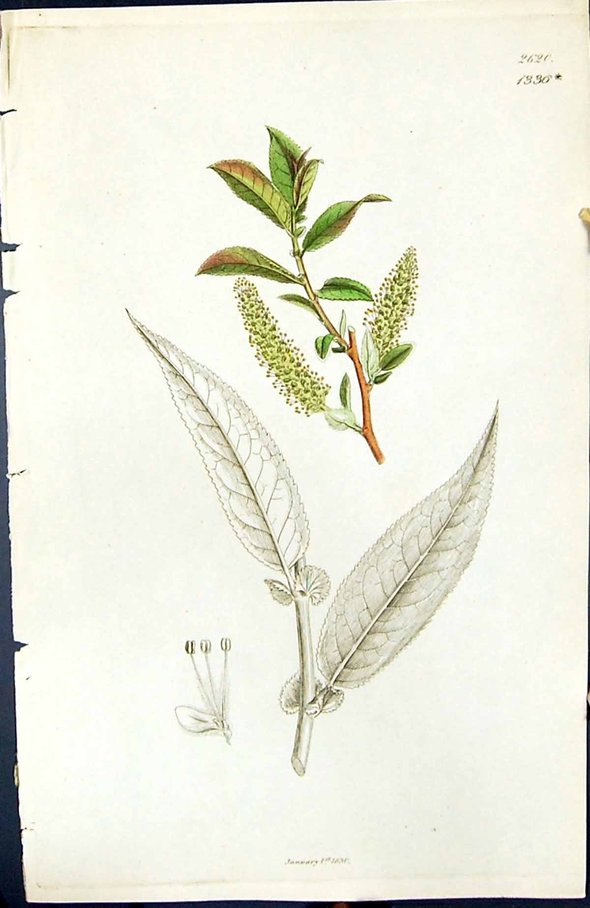 Old Salix Green Leaves British Plants Botany 1847 Sowerby Smith Ref.2 Victorian