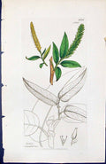 Antique Old Print Salix Amygdalina British Plants Botany 1847 Sowerby Smith