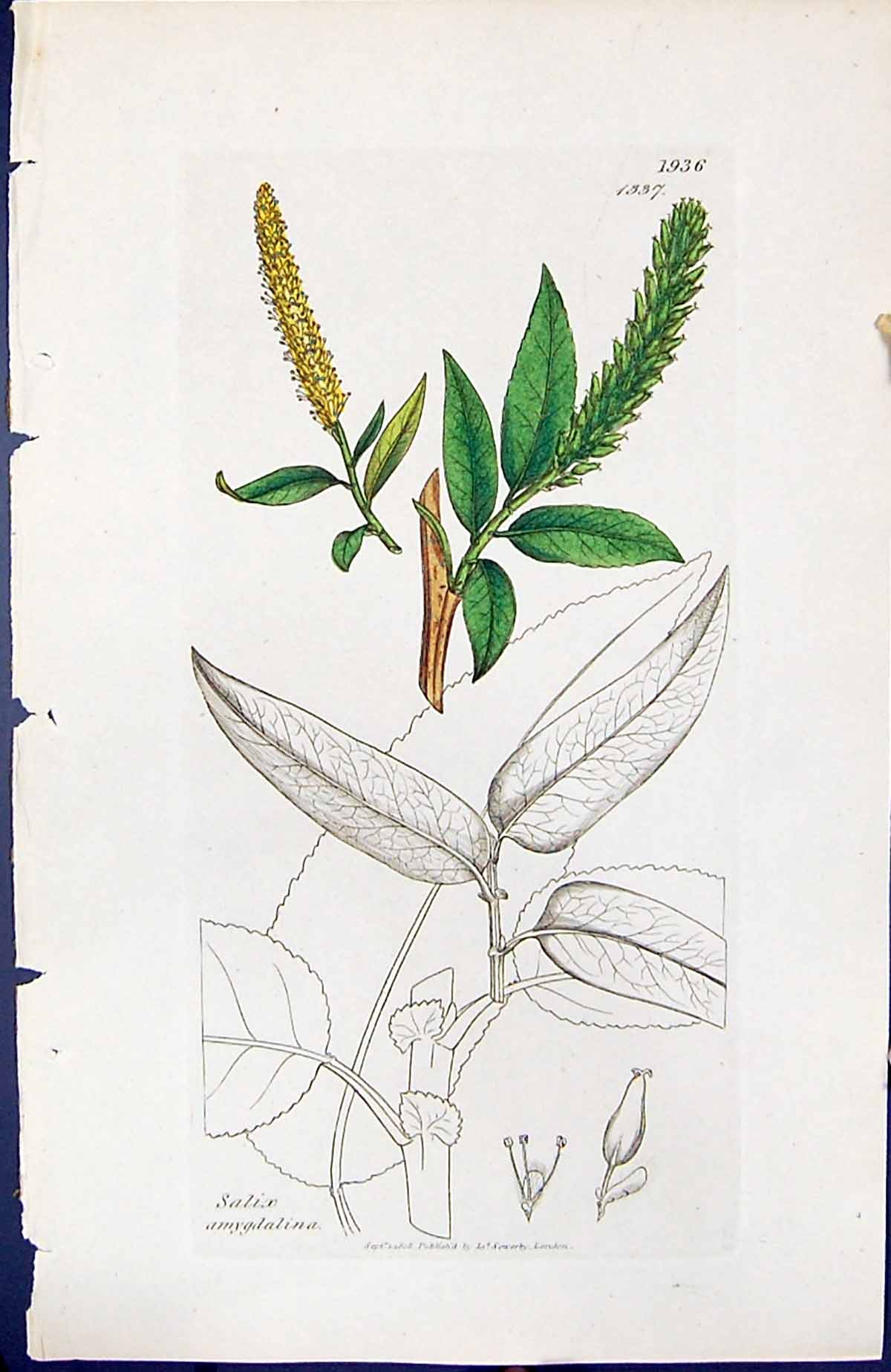 Antique Old Print Salix Amygdalina British Plants Botany 1847 Sowerby Smith