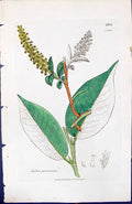 Antique Old Print Salix Pentandra British Plants Botany 1847 Sowerby Smith 19th