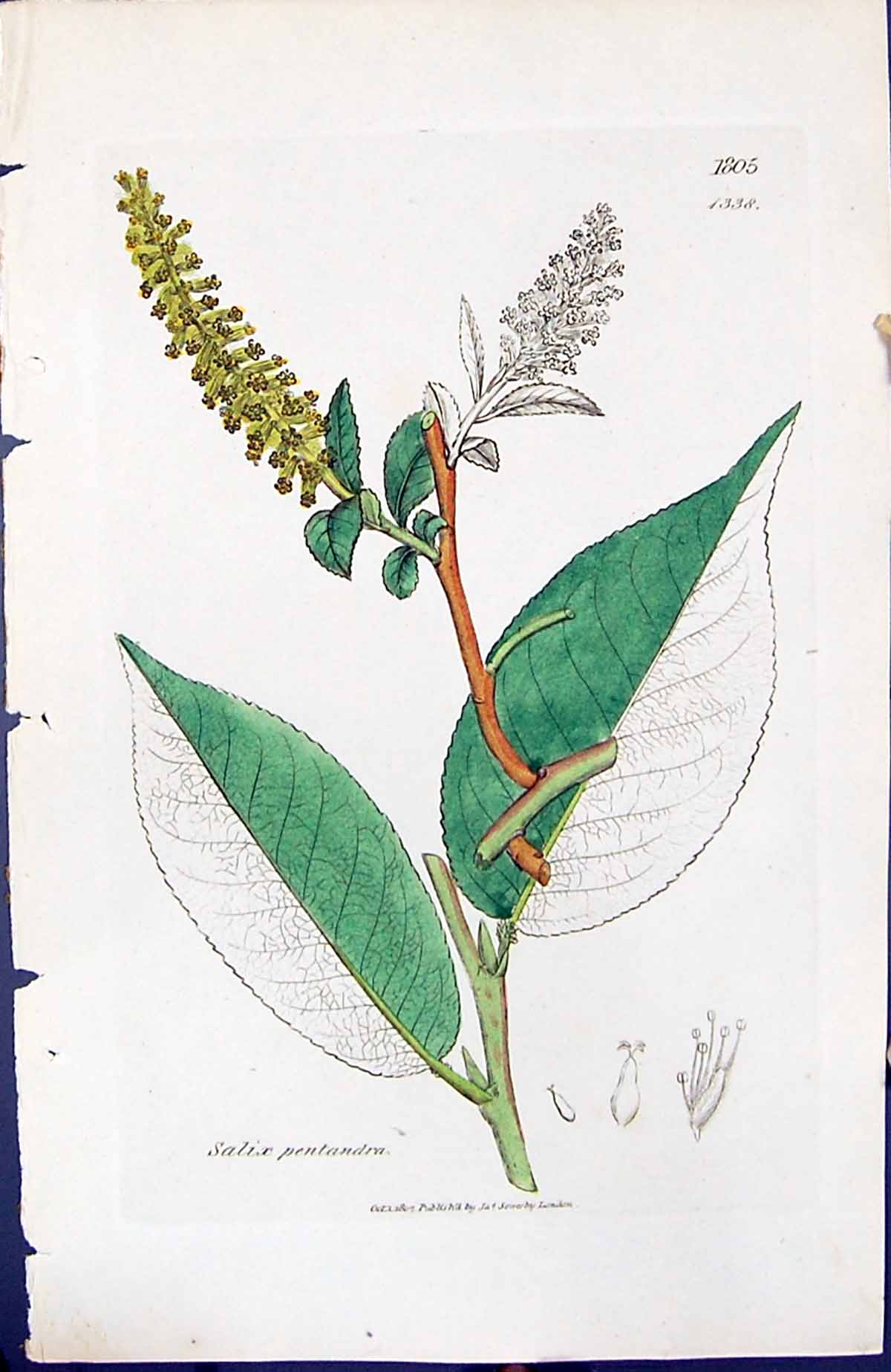 Antique Old Print Salix Pentandra British Plants Botany 1847 Sowerby Smith 19th