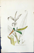 Antique Old Print Salix Decipiens British Plants Botany 1847 Sowerby Smith 19th