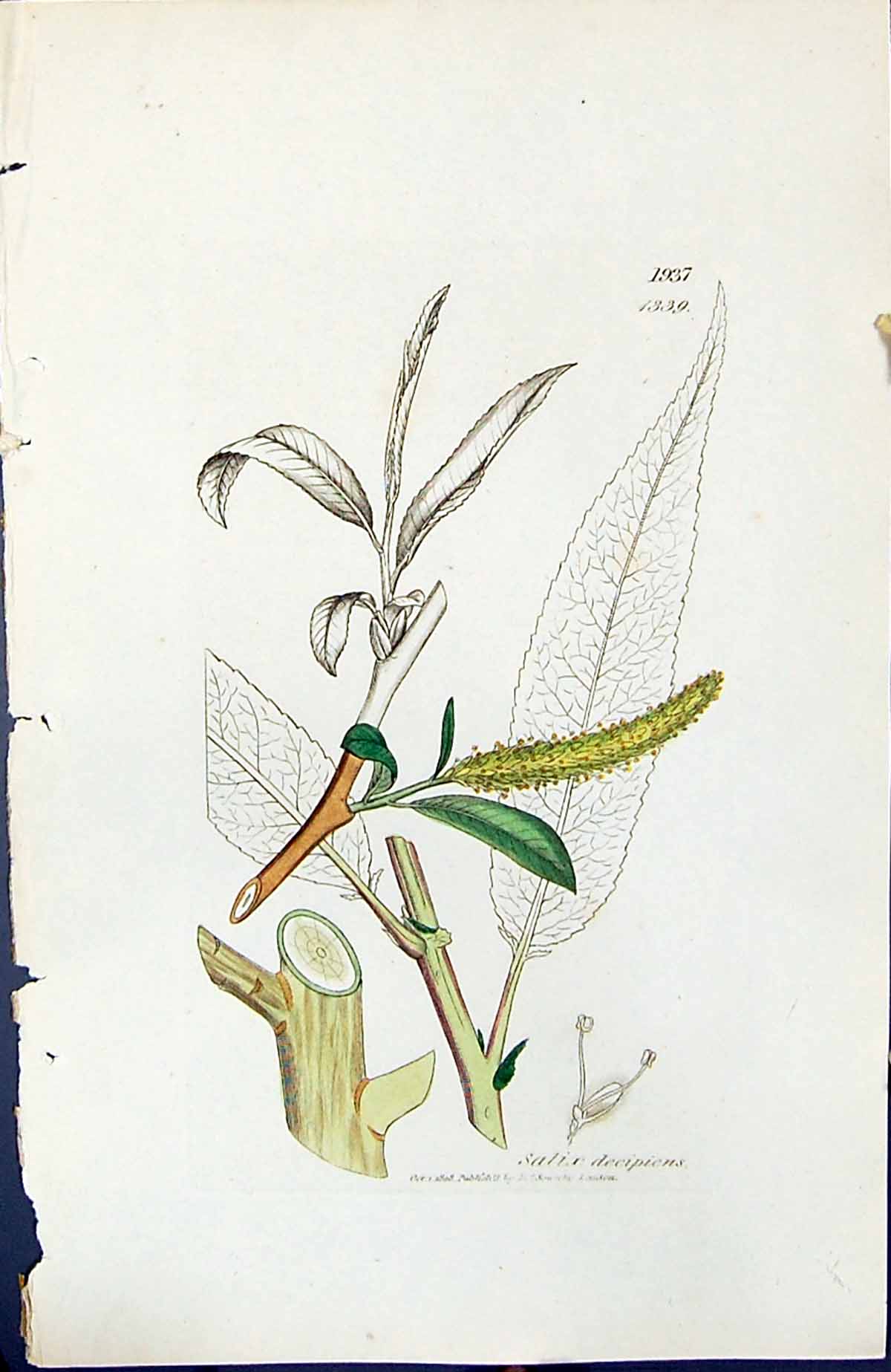 Antique Old Print Salix Decipiens British Plants Botany 1847 Sowerby Smith 19th