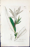 Antique Old Print Salix Russelliana British Plants Botany 1847 Sowerby Smith