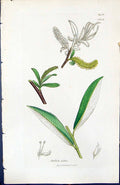 Antique Old Print Salix Alba British Plants Botany 1847 Sowerby Smith Colour