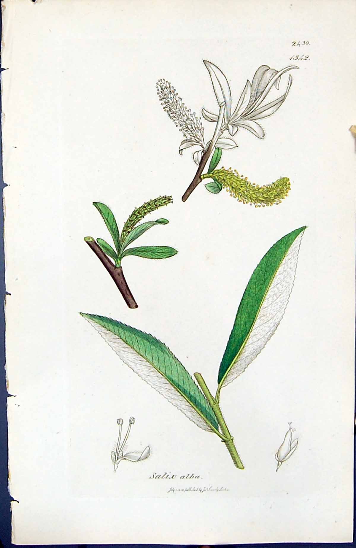 Antique Old Print Salix Alba British Plants Botany 1847 Sowerby Smith Colour