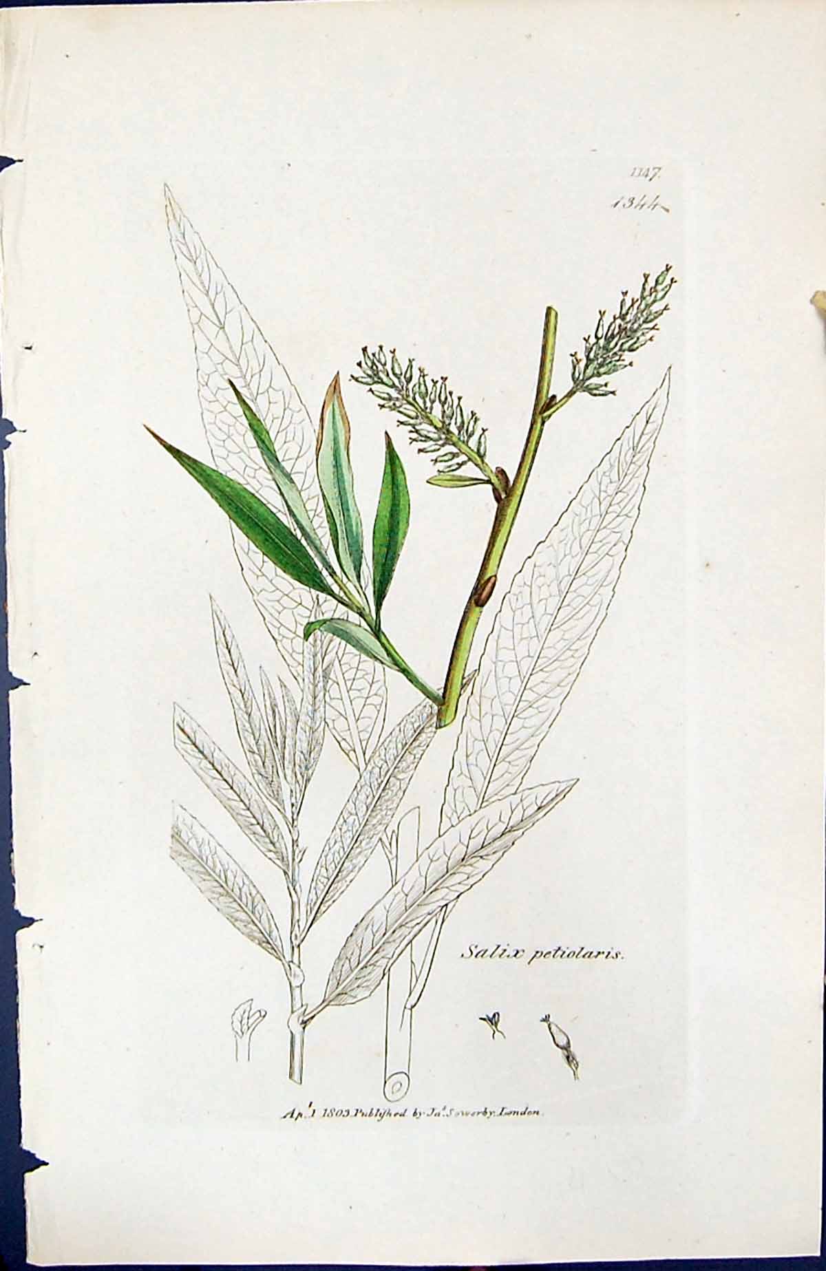Antique Old Print Salix Petiolaris British Plants Botany 1847 Sowerby Smith