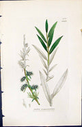Antique Print Salix Rosmarinifolia British Plants Botany 1847 Sowerby Smith