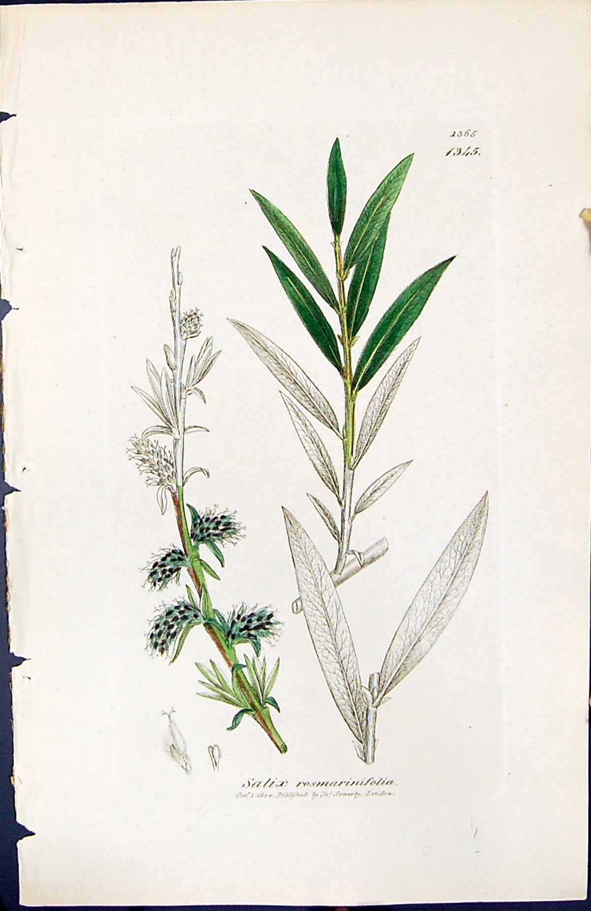 Antique Print Salix Rosmarinifolia British Plants Botany 1847 Sowerby Smith