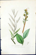 Antique Print Salix Angustifolia British Plants Botany 1847 Sowerby Smith 19th