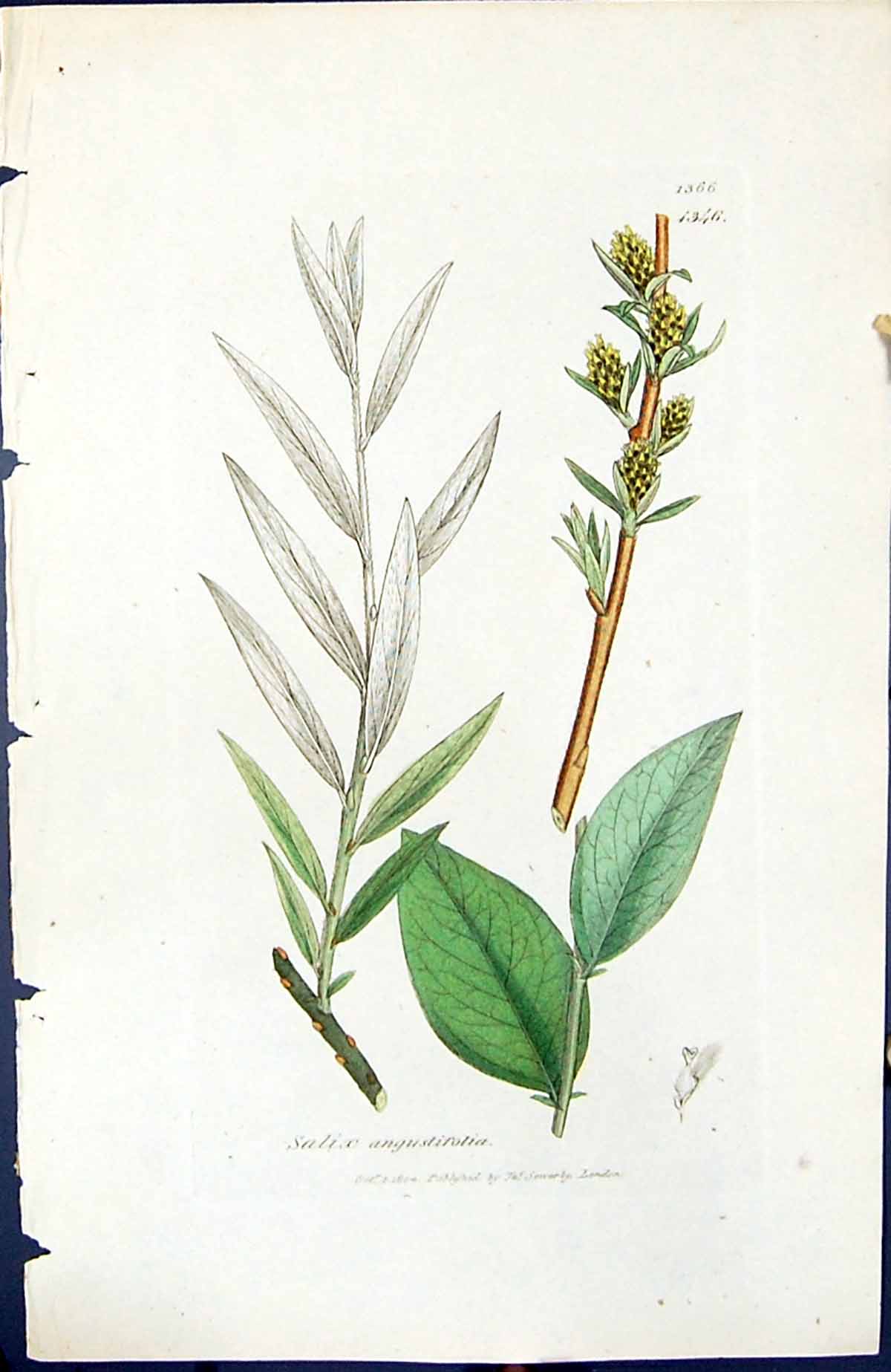 Antique Print Salix Angustifolia British Plants Botany 1847 Sowerby Smith 19th