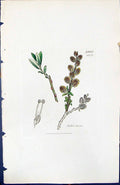 Antique Old Print Salix Fusca British Plants Botany 1847 Sowerby Smith Colour