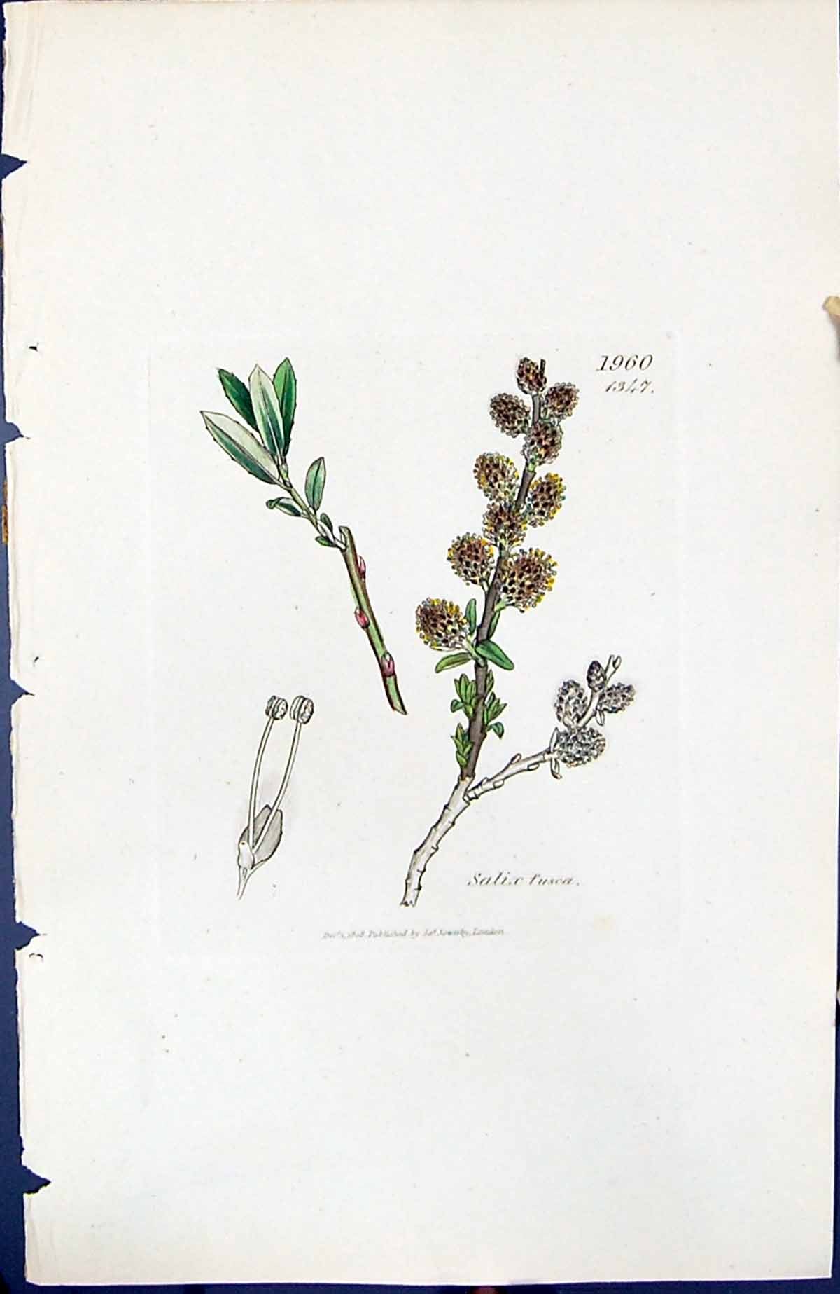 Antique Old Print Salix Fusca British Plants Botany 1847 Sowerby Smith Colour