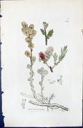 Antique Old Print Salix Fusca Repons British Plants Botany 1847 Sowerby Smith