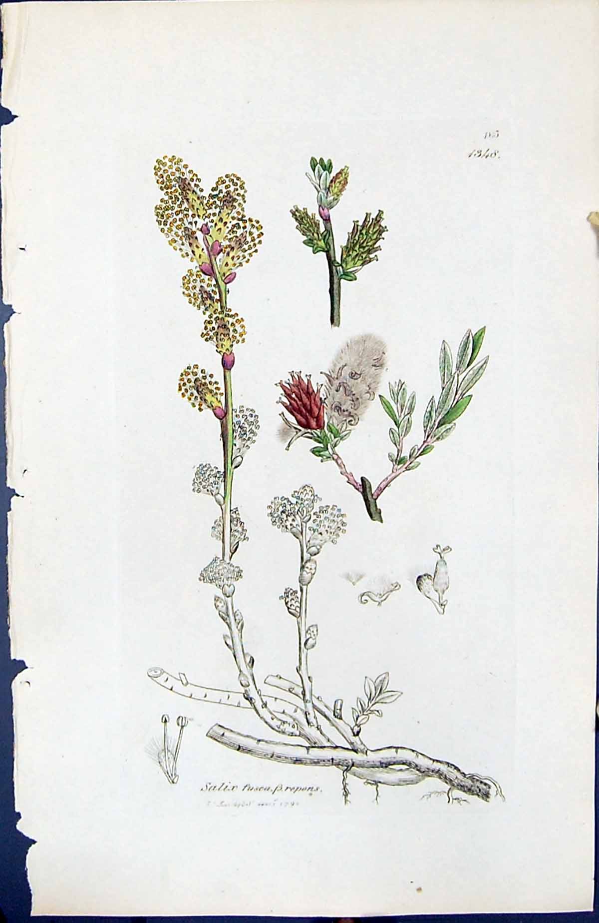 Antique Old Print Salix Fusca Repons British Plants Botany 1847 Sowerby Smith