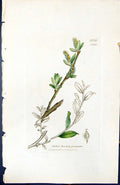Old Print Salix Fusca Prostrata British Plants Botany 1847 Sowerby Smith 19th