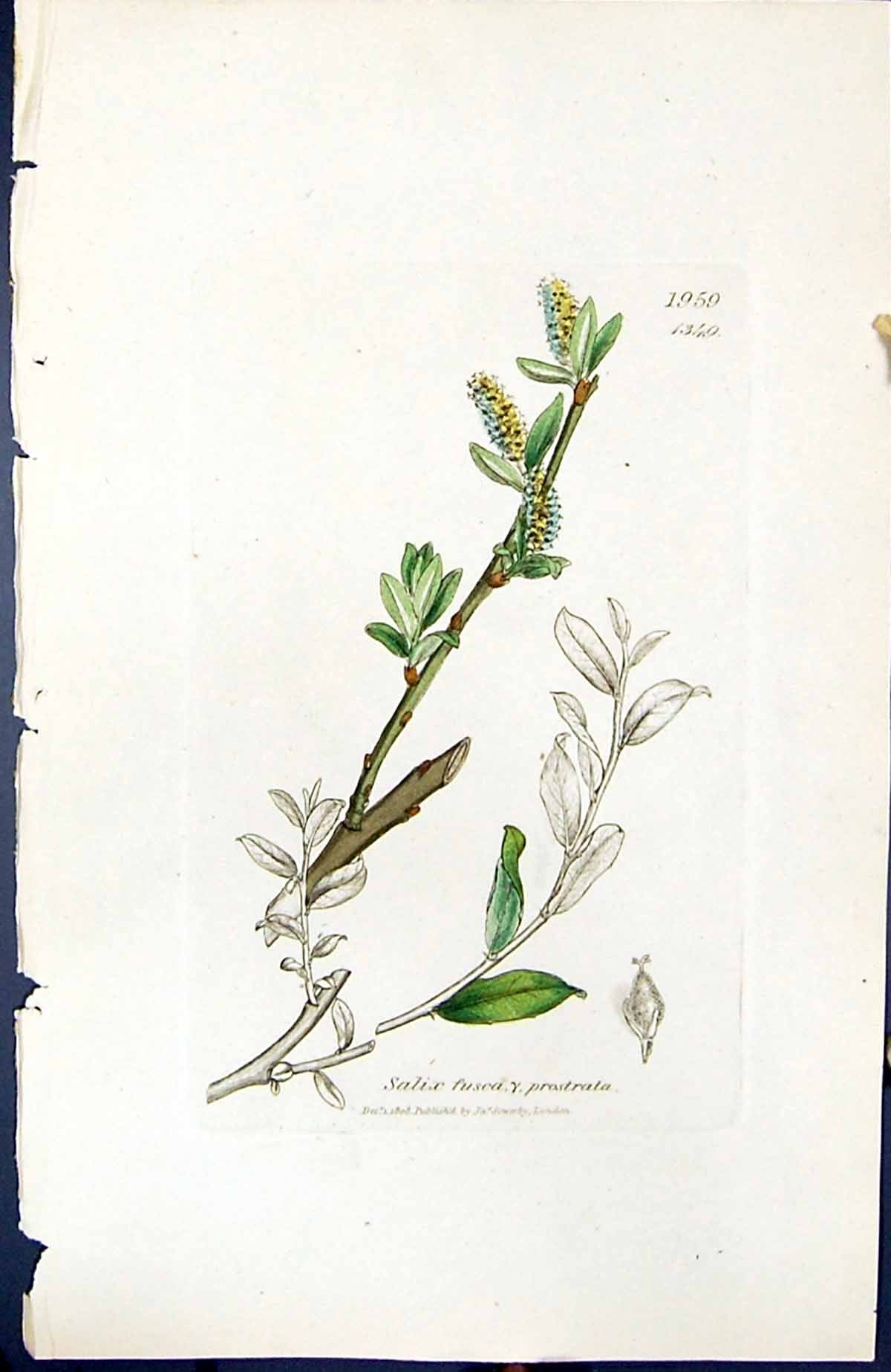 Old Print Salix Fusca Prostrata British Plants Botany 1847 Sowerby Smith 19th
