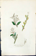 Old Salix Fusea Adscendens British Plants Botany 1847 Sowerby SmithVictorian