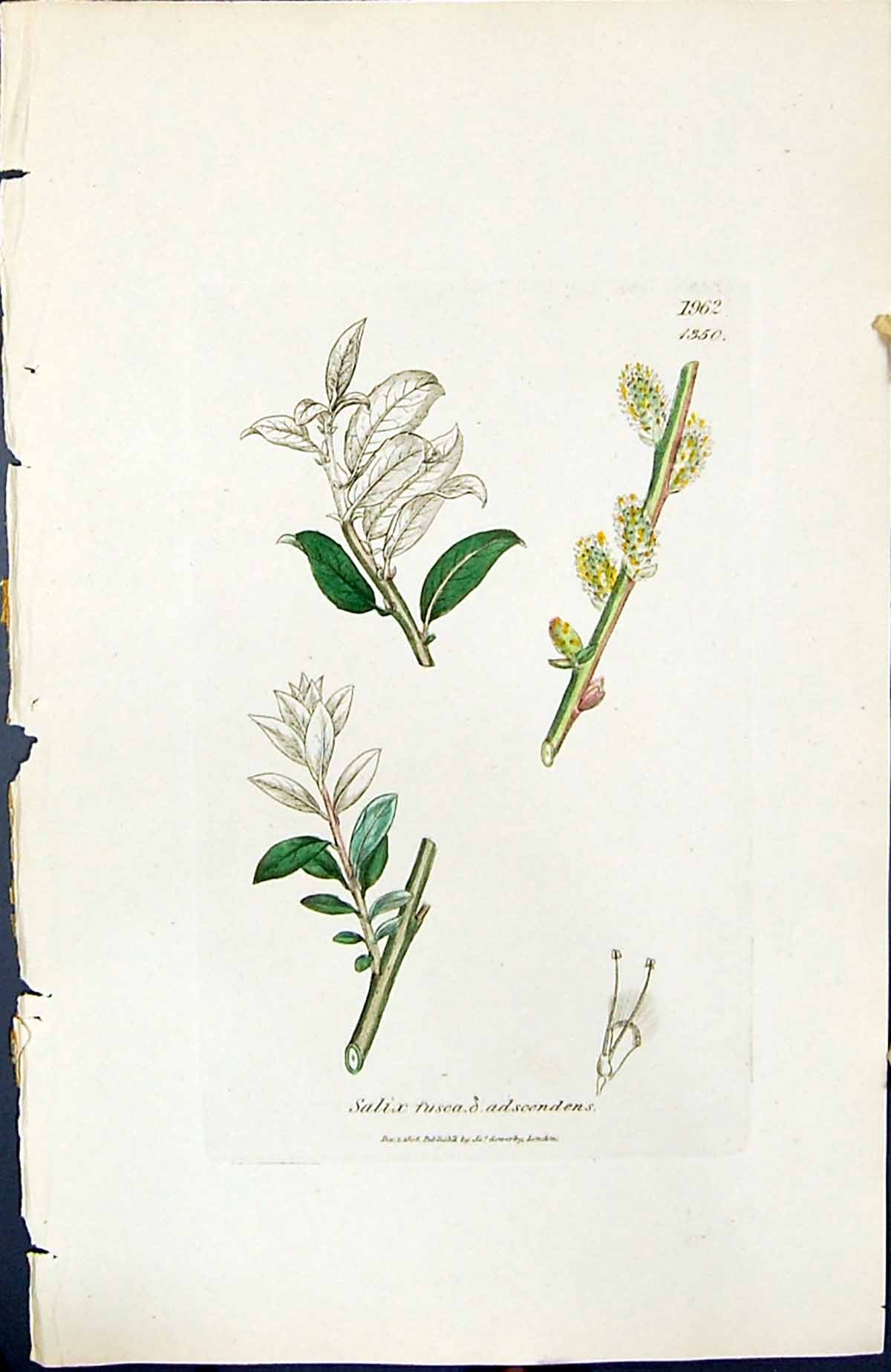 Old Salix Fusea Adscendens British Plants Botany 1847 Sowerby SmithVictorian