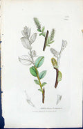 Old Print Salix Fusca Argentea British Plants Botany 1847 Sowerby Smith 19th
