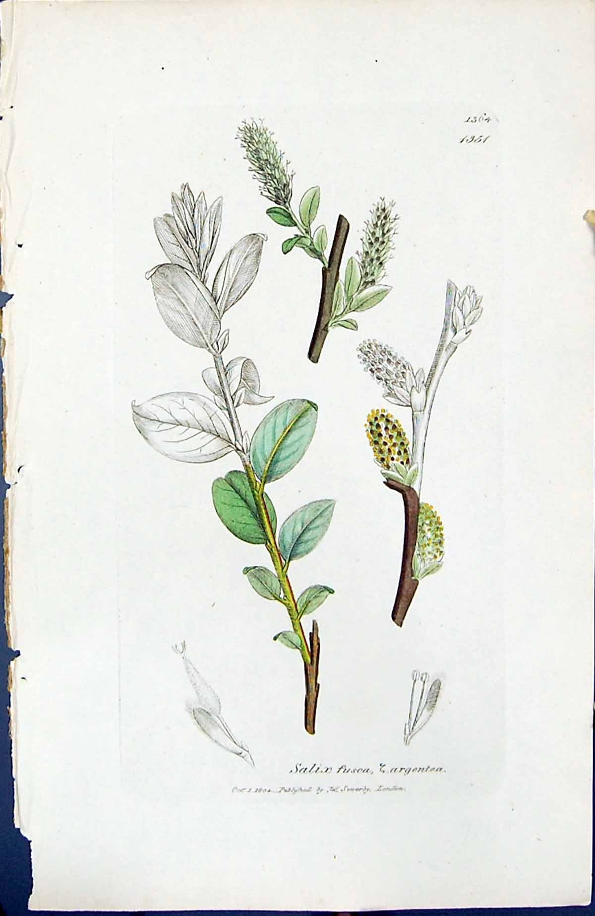 Old Print Salix Fusca Argentea British Plants Botany 1847 Sowerby Smith 19th