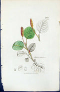 Antique Old Print Salix Reticulata British Plants Botany 1847 Sowerby Smith