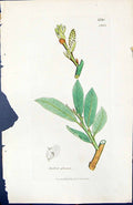 Antique Print Salix Glauca British Plants Botany 1847 Sowerby Smith Colour 19th