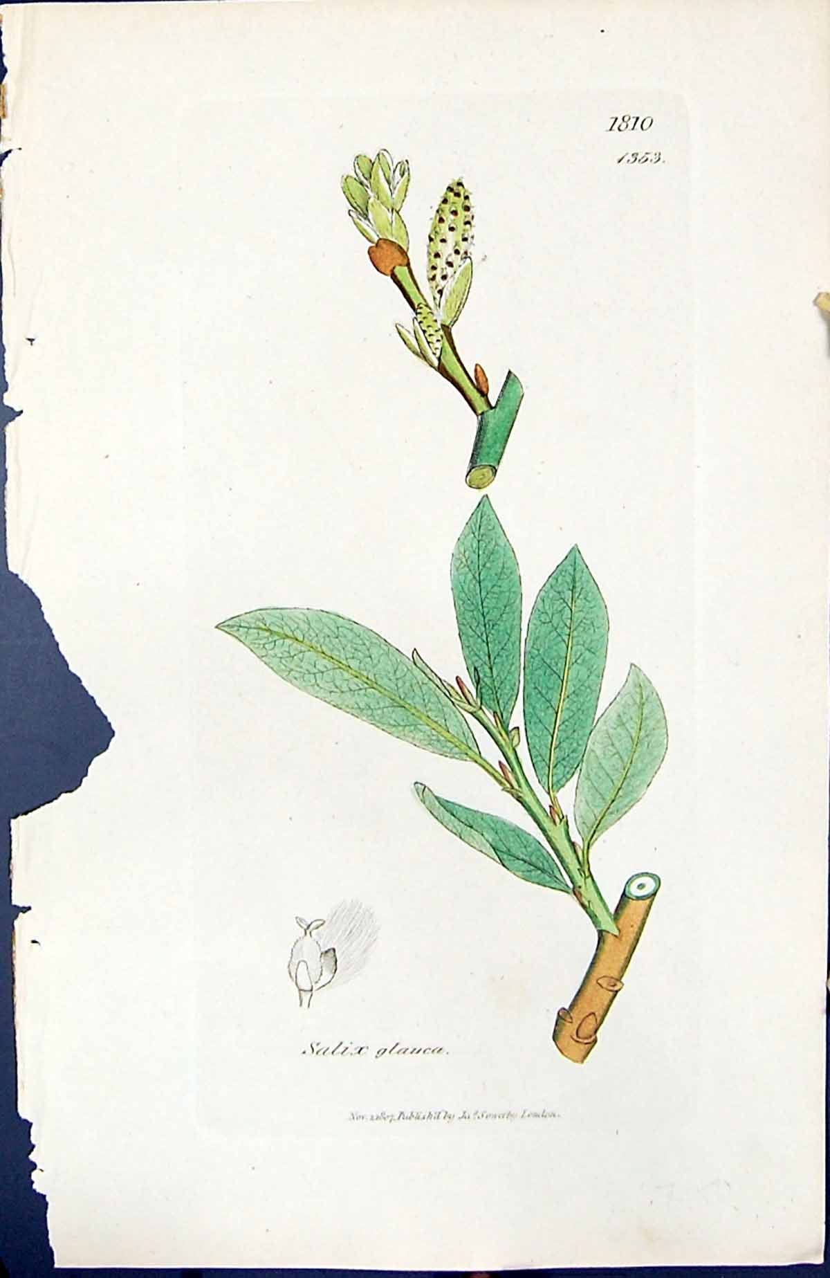 Antique Print Salix Glauca British Plants Botany 1847 Sowerby Smith Colour 19th