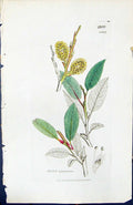 Old Print Salix Arenaria British Plants Botany 1847 Sowerby Smith Colour 19th