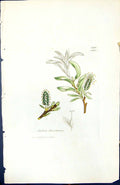 Antique Old Print Salix Stuartiana British Plants Botany 1847 Sowerby Smith
