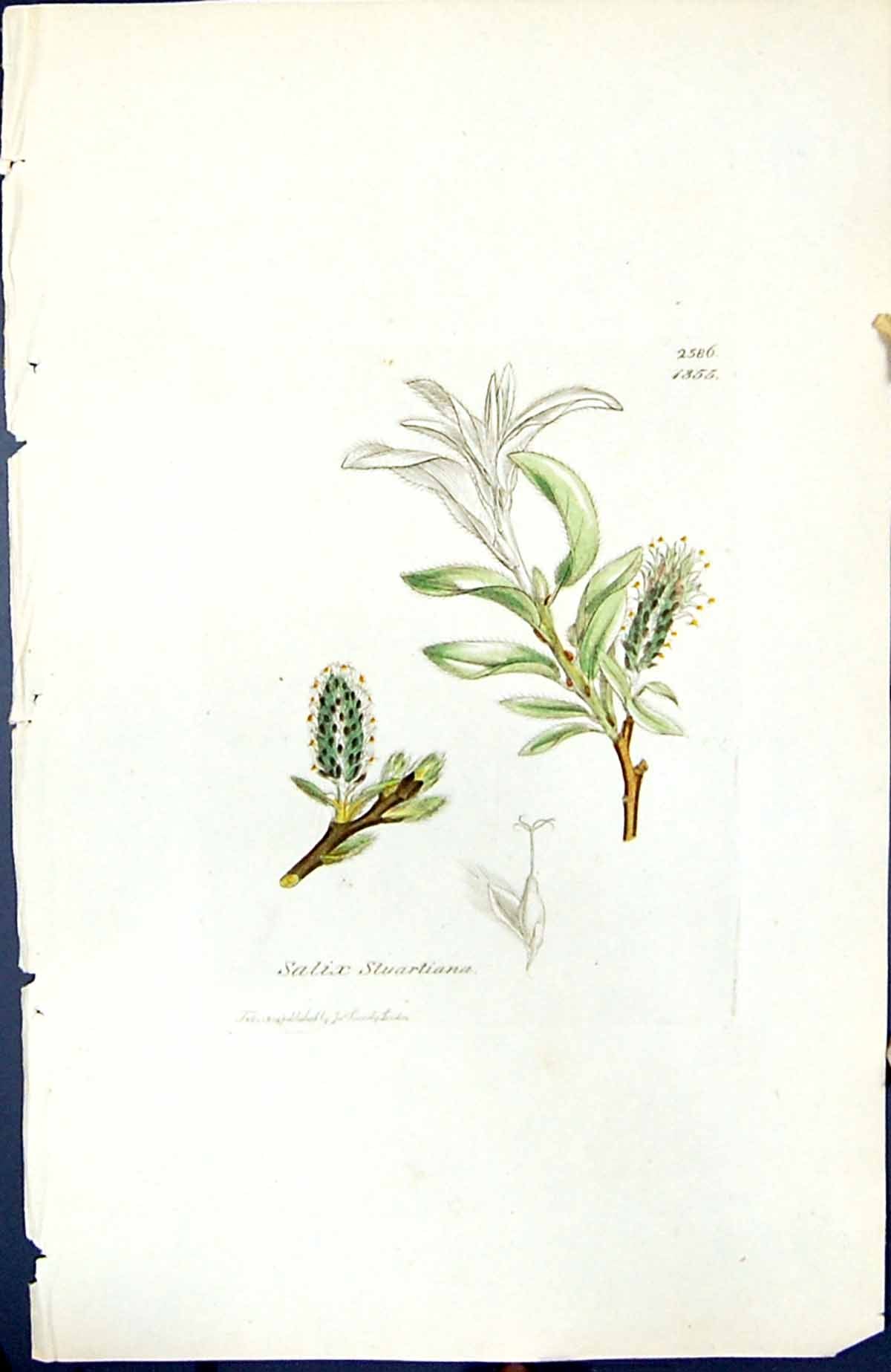 Antique Old Print Salix Stuartiana British Plants Botany 1847 Sowerby Smith