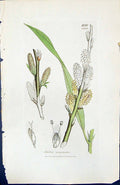 Antique Old Print Salix Viminalis British Plants Botany 1847 Sowerby Smith 19th