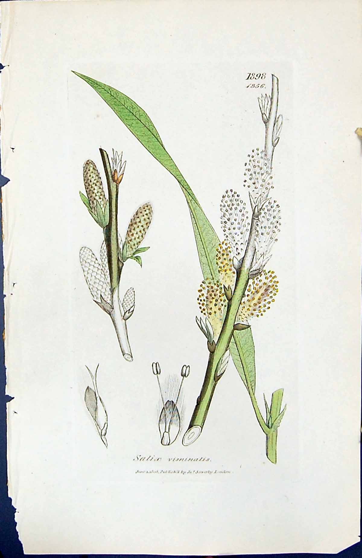 Antique Old Print Salix Viminalis British Plants Botany 1847 Sowerby Smith 19th
