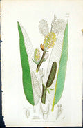 Antique Old Print Salix Stipularis British Plants Botany 1847 Sowerby Smith