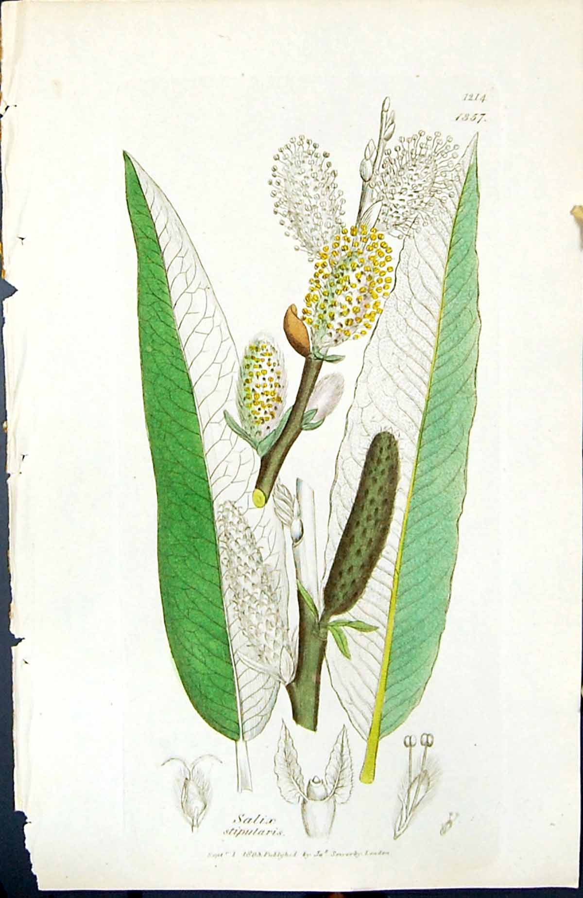Antique Old Print Salix Stipularis British Plants Botany 1847 Sowerby Smith