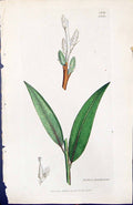 Antique Old Print Salix Smithiana British Plants Botany 1847 Sowerby Smith