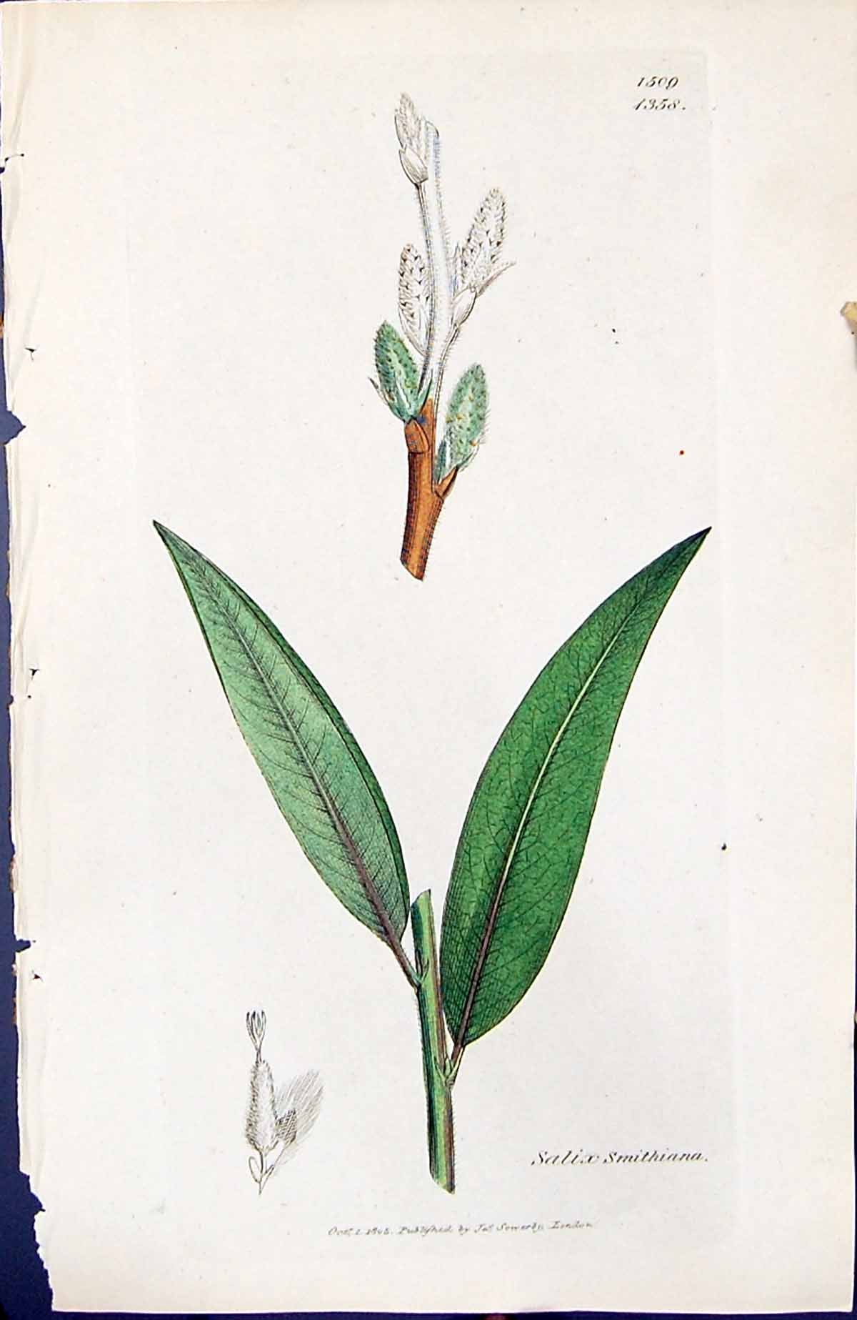 Antique Old Print Salix Smithiana British Plants Botany 1847 Sowerby Smith