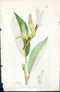 Antique Old Print Salix Acuminata British Plants Botany 1847 Sowerby Smith 19th