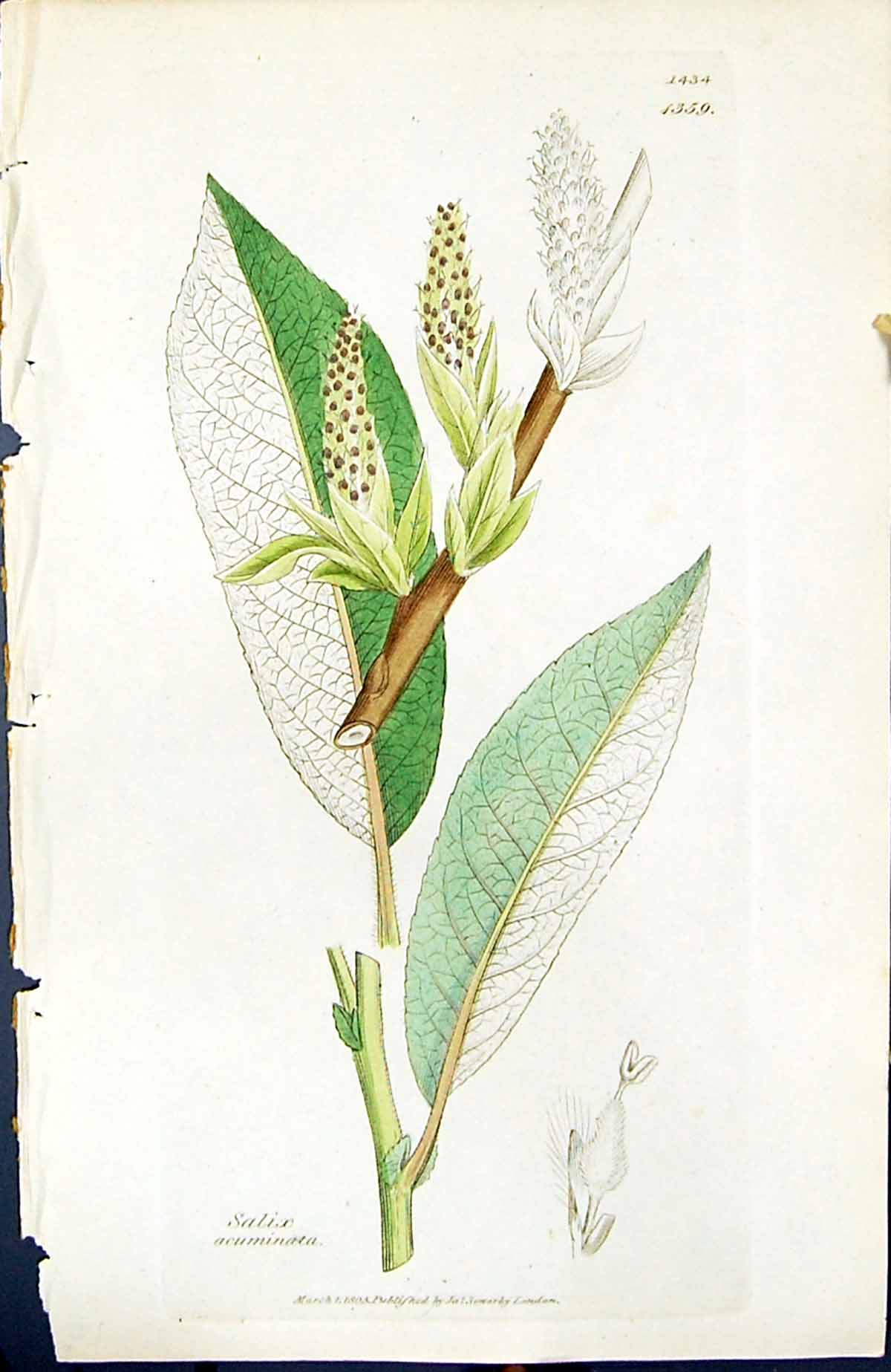Antique Old Print Salix Acuminata British Plants Botany 1847 Sowerby Smith 19th