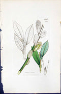 Antique Print Salix Cinerea British Plants Botany 1847 Sowerby Smith Colour
