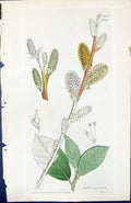 Old Print Salix Aquatica British Plants Botany 1847 Sowerby Smith Colour 19th